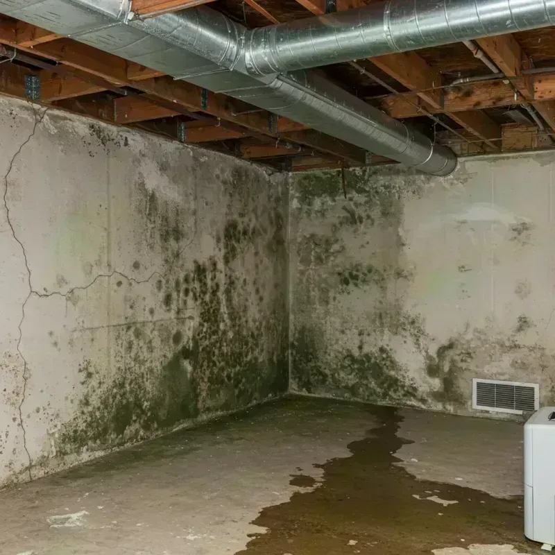 Professional Mold Removal in Cloverport, KY